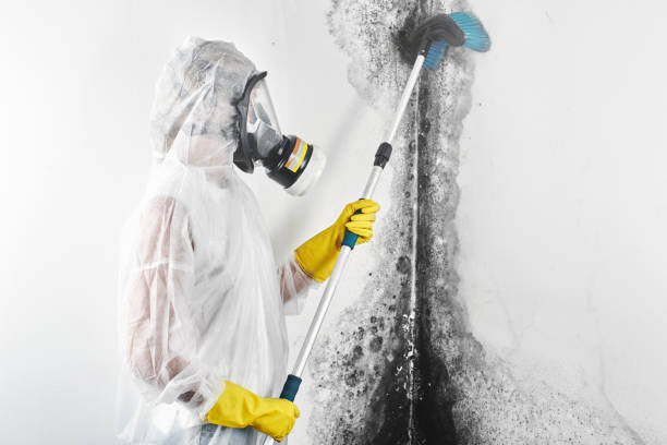 Best Emergency Mold Remediation  in Monticello, IN