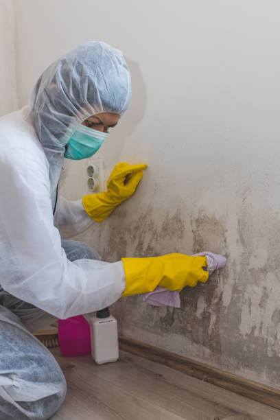 Best Real Estate Mold Inspection  in Monticello, IN