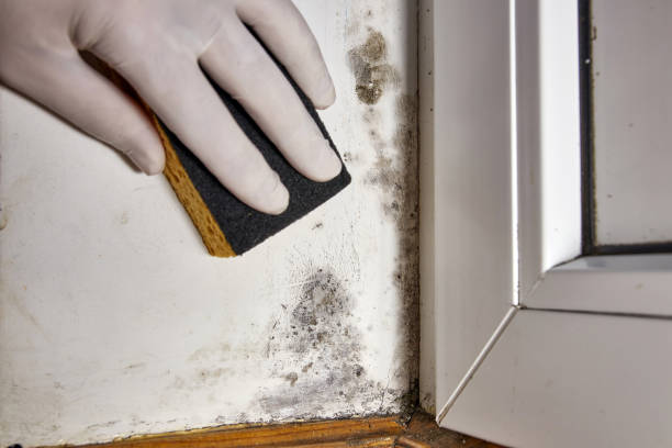 Best Mold Damage Restoration  in Monticello, IN